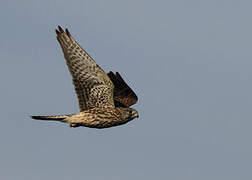 Common Kestrel