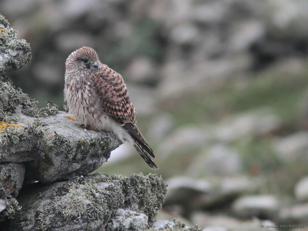 Faucon crécerelle femelle immature, identification