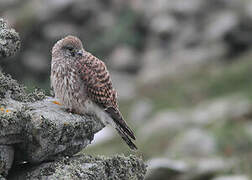 Common Kestrel