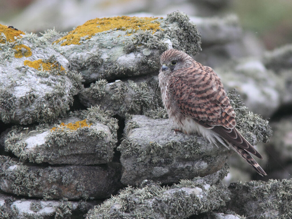 Common Kestrel female immature, identification