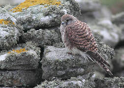 Common Kestrel