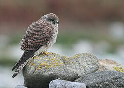 Common Kestrel