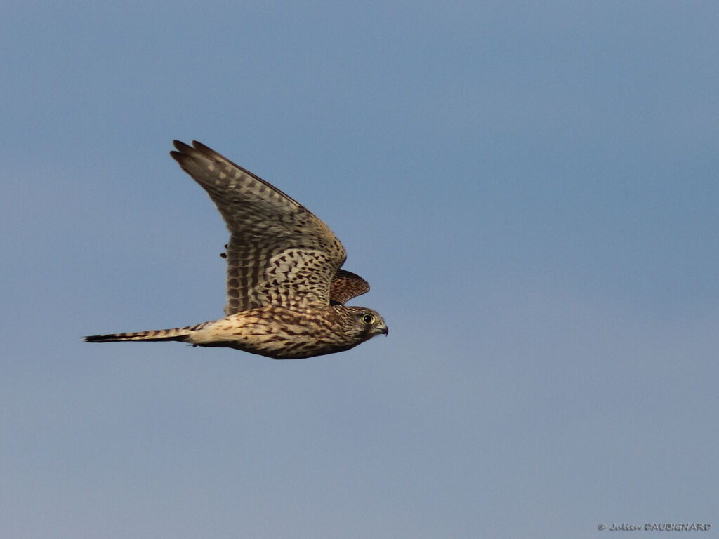 Common Kestrel female immature, Flight