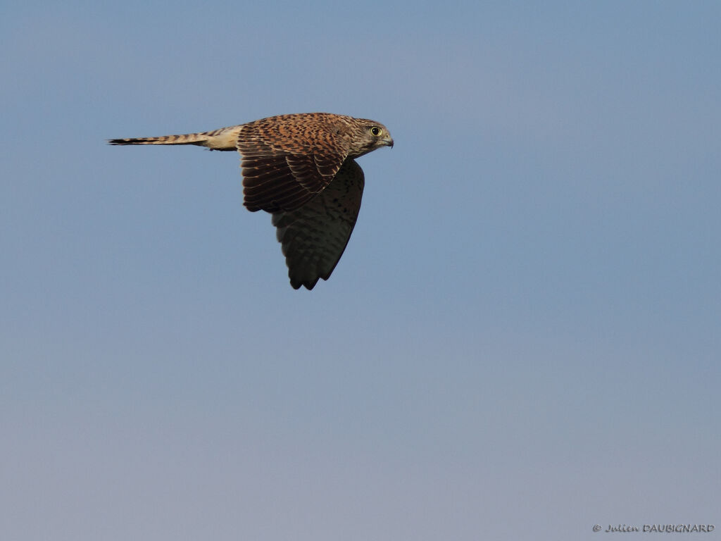 Common Kestrel female immature, Flight