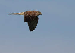 Common Kestrel