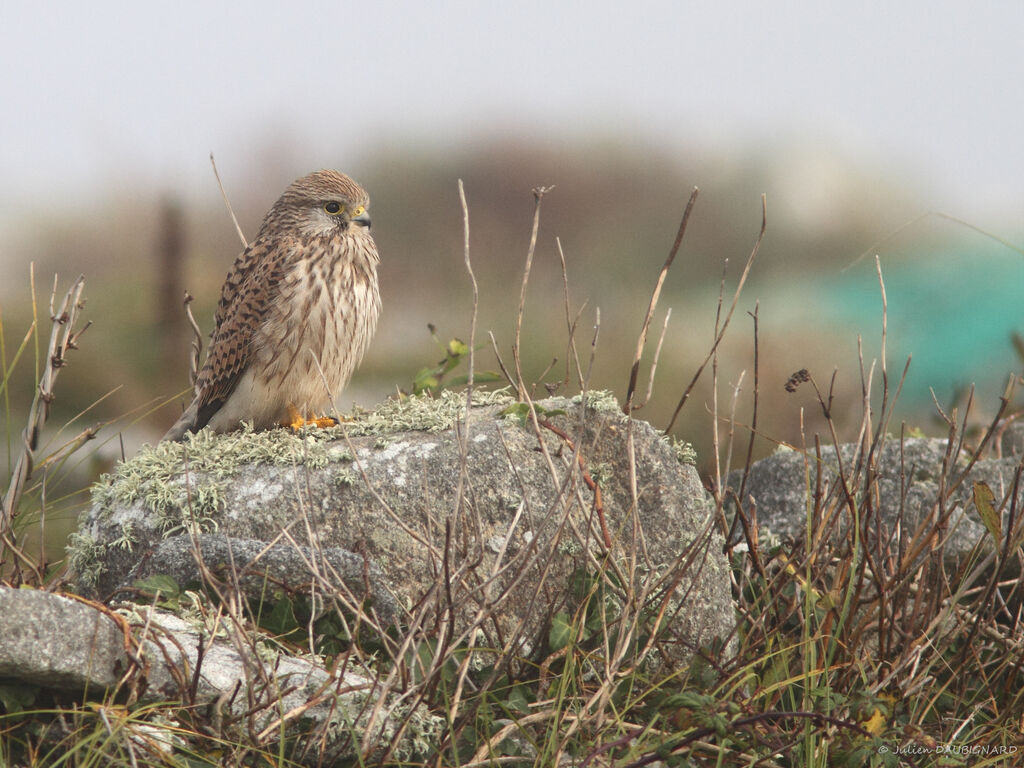 Common Kestrel, identification