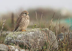 Common Kestrel