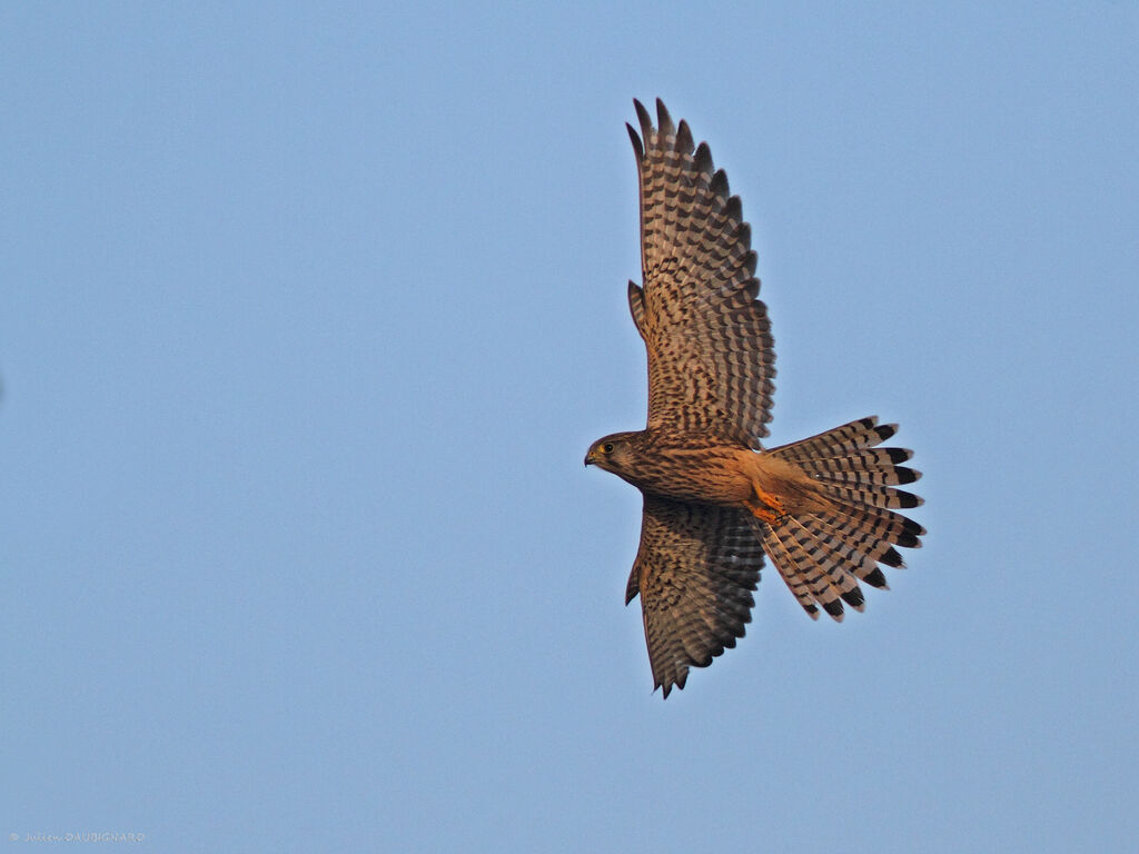 Common Kestrel female, identification, Flight