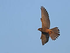 Common Kestrel