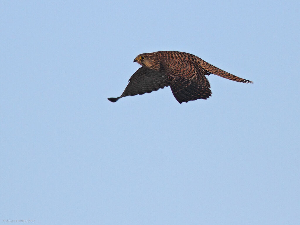 Common Kestrel female, identification, Flight