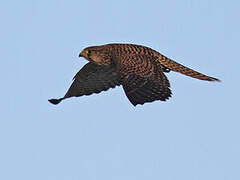 Common Kestrel