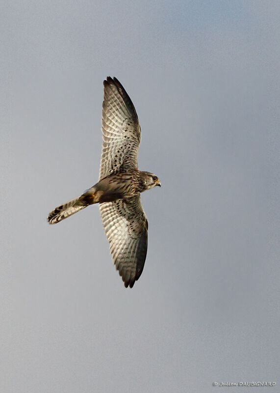 Common Kestrel female, Flight