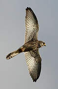 Common Kestrel