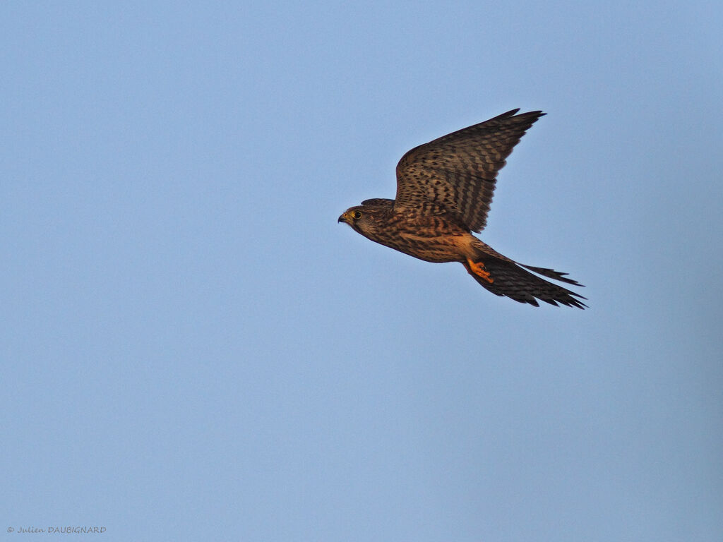 Common Kestrel female, identification, Flight