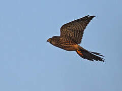 Common Kestrel