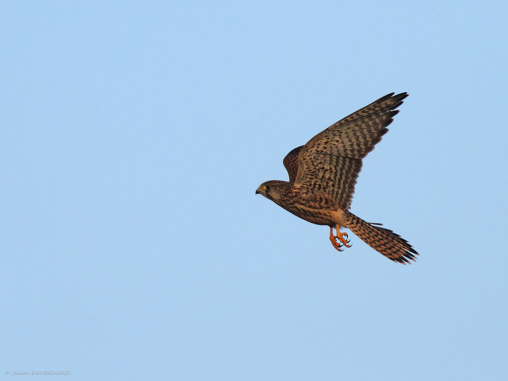 Common Kestrel female, identification, Flight