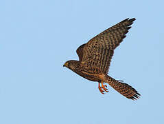 Common Kestrel