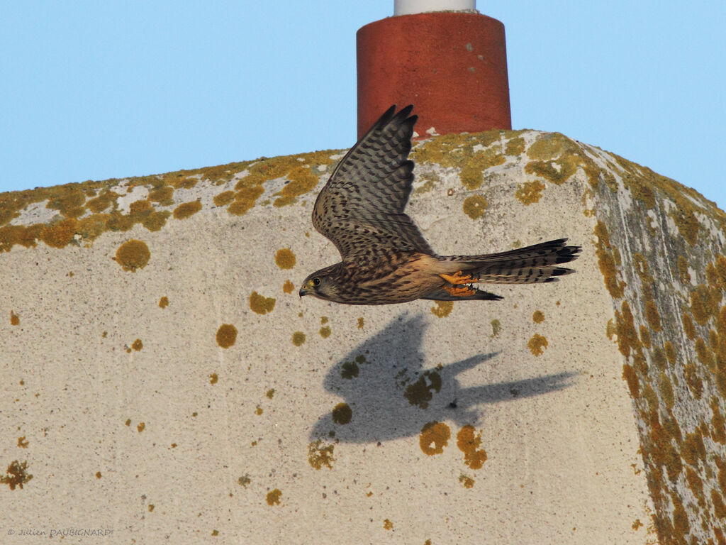 Common Kestrel female, identification, Flight