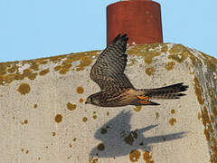 Common Kestrel