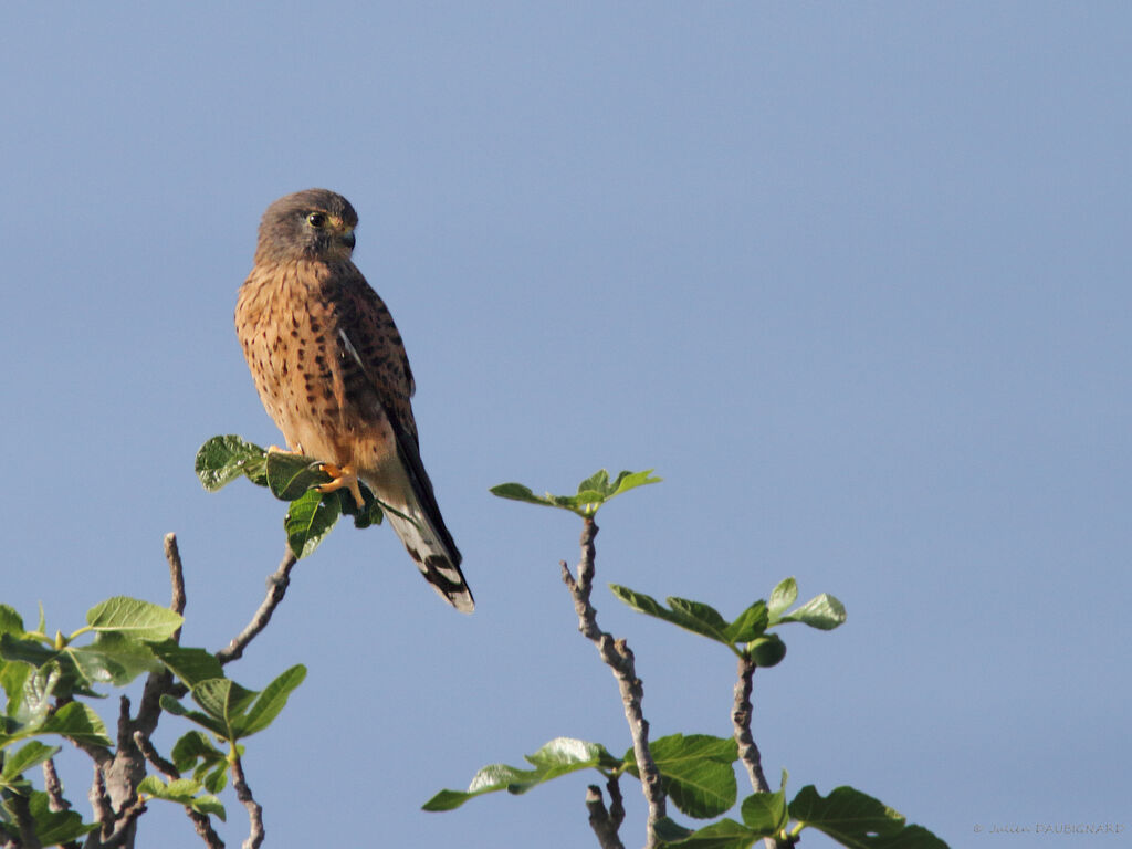 Faucon crécerelle, identification