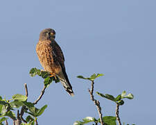 Common Kestrel