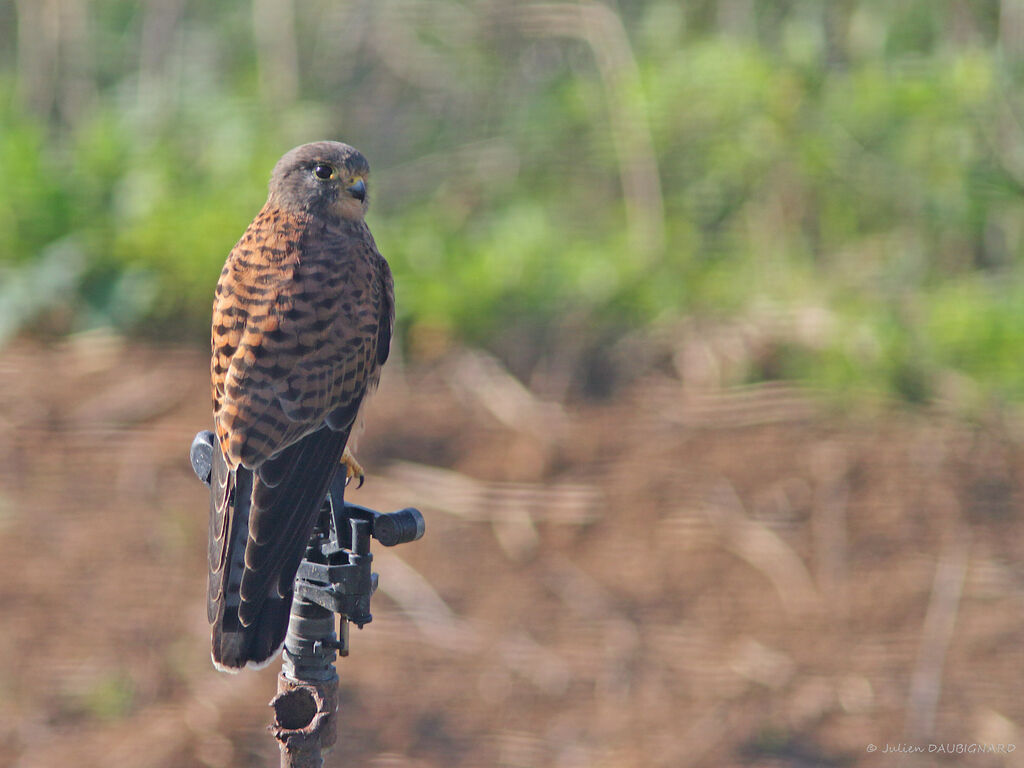 Faucon crécerelle, identification