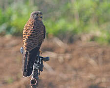 Common Kestrel