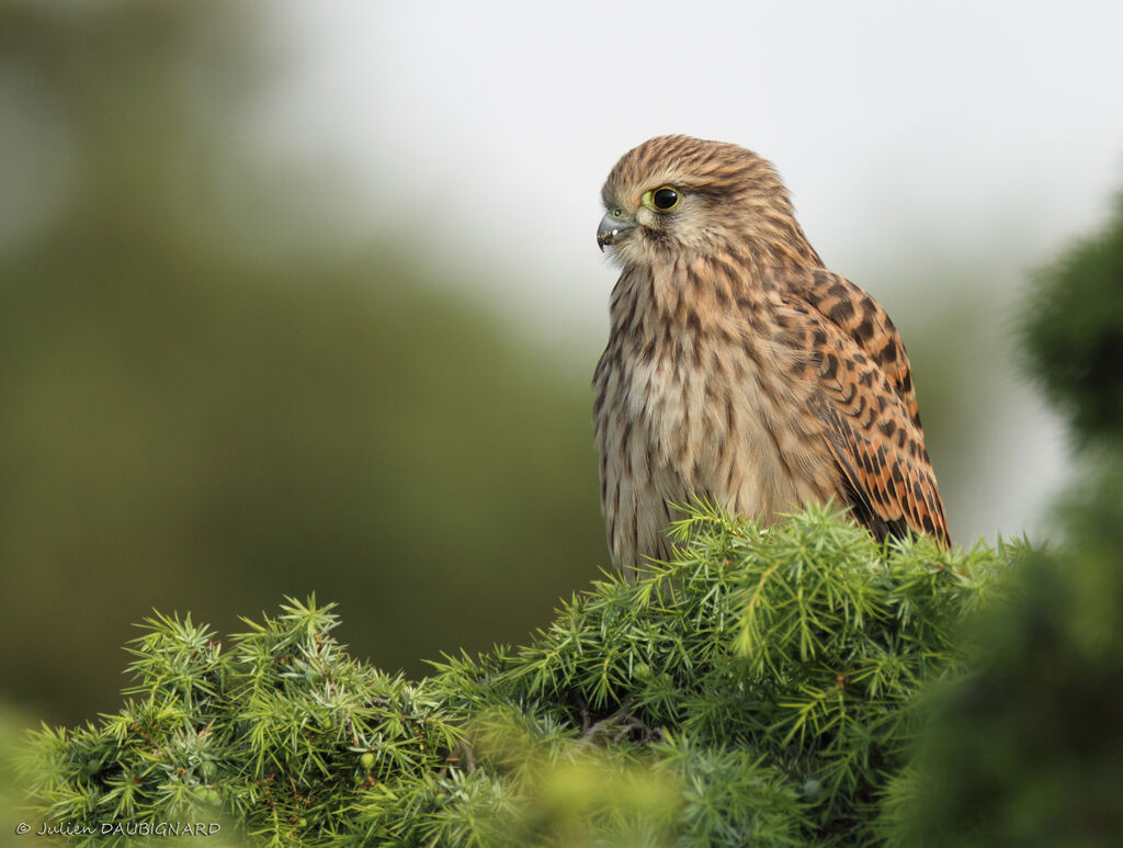 Common Kestreljuvenile, identification