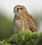 Common Kestrel