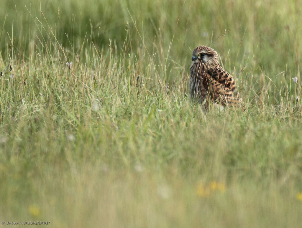 Common Kestreljuvenile, identification