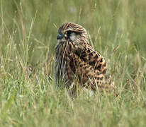 Common Kestrel