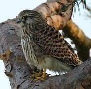 Common Kestrel