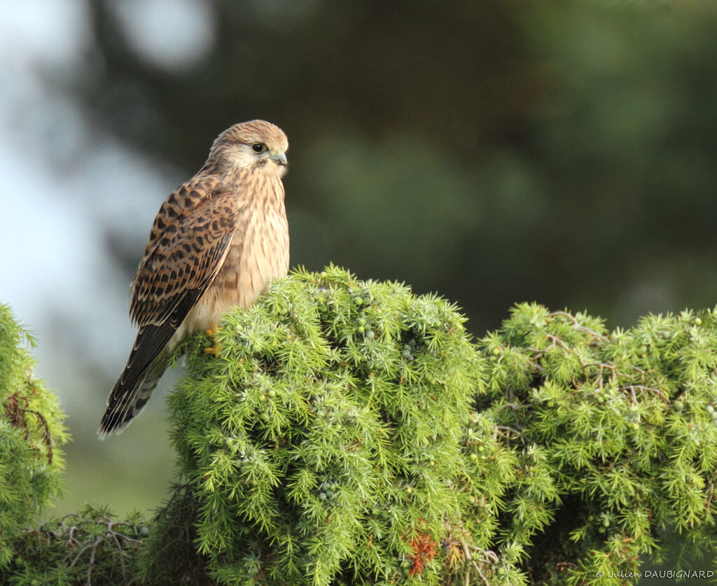 Common Kestrelimmature, identification