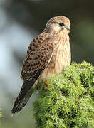 Common Kestrel