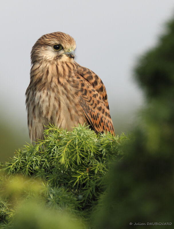 Common Kestreljuvenile, identification