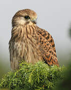 Common Kestrel