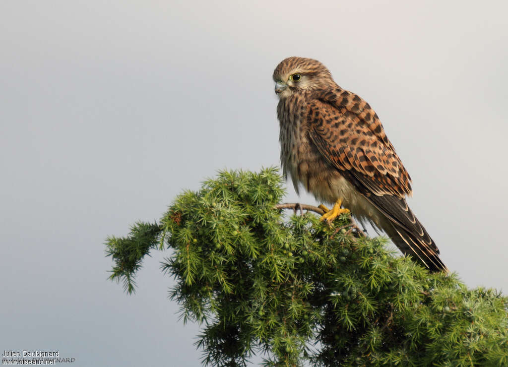 Common Kestrel female adult, identification