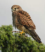 Common Kestrel