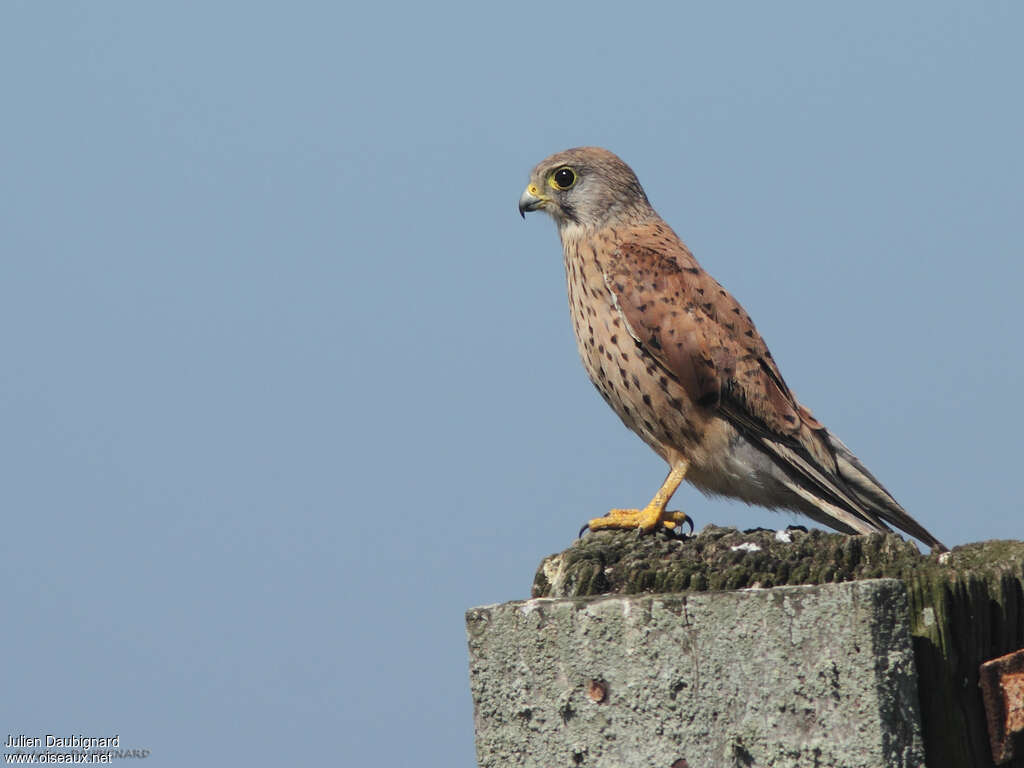 Common Kestrel male subadult, identification