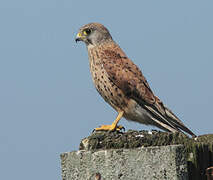 Common Kestrel