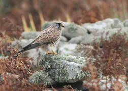 Common Kestrel