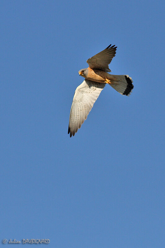 Lesser Kestrel male, Flight