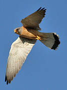 Lesser Kestrel