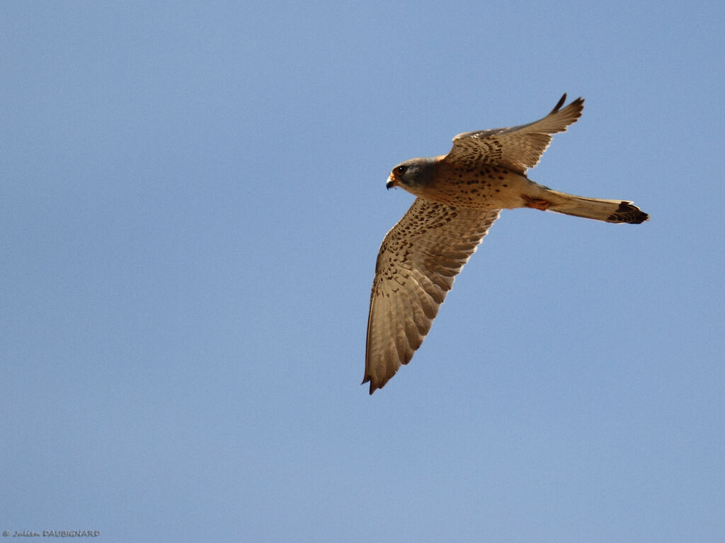 Lesser Kestrel, Flight