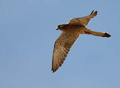 Lesser Kestrel