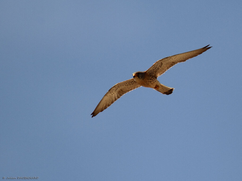 Lesser Kestrel, Flight