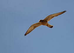 Lesser Kestrel