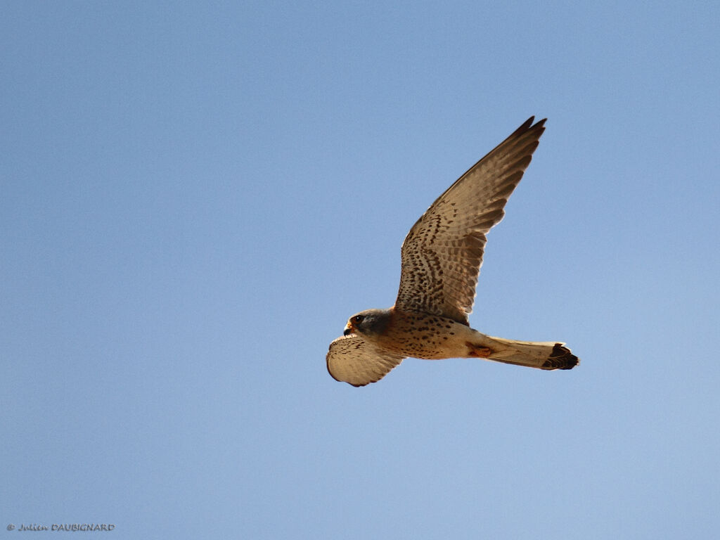 Lesser Kestrel, Flight