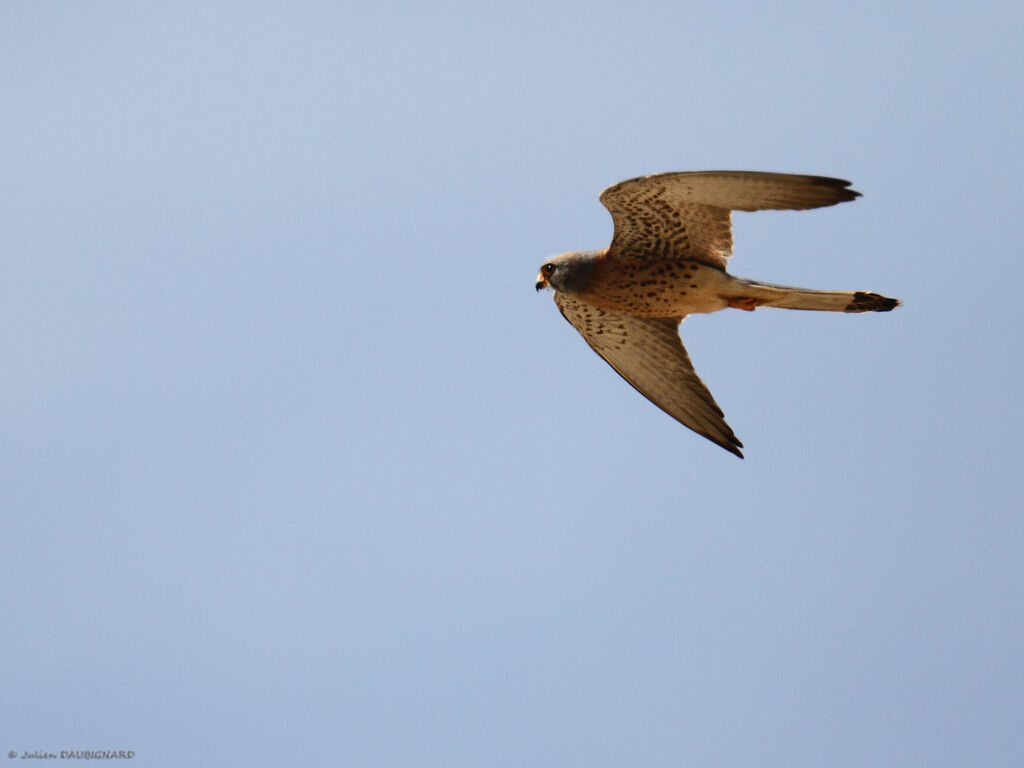 Lesser Kestrel, Flight