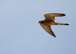 Lesser Kestrel